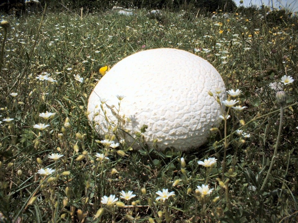 Calvatia utriformis